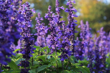 lavender flowers in the garden