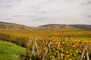 Herbstliche Weinberge