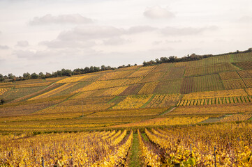 Herbstliche Weinberge