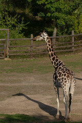 A tall giraffe stands gracefully in a vibrant field, while a rustic wooden fence forms a picturesque background behind it