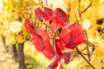 Herbstliche Weinberge