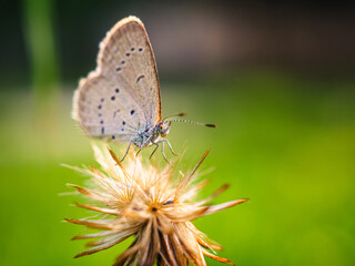 Close-up of butterfly on a flower in the natural light on a beautiful morning. macro butterfly