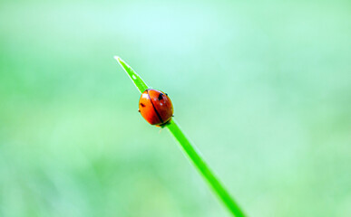 Ladybug on the top of blade of grass on the green blurred background in macro details. close up
