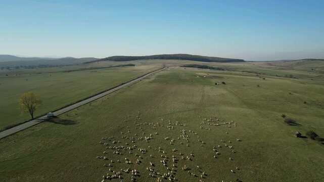 Aerial view of a large flock of sheep grazing in a vast green field. The sheep are spread out across the field, with a road and trees in the background. Ocna Sibiului, Romania