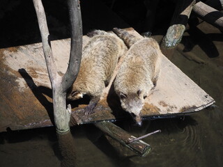 ふっくらとしたアカハナグマ