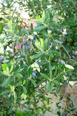 Olive tree in the garden