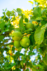 Branch of a lemon tree with green lemon fruits against blue sky 