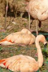A vibrant group of flamingos is gracefully standing closely next to each other on the soft, warm ground beneath them, creating a beautiful scene