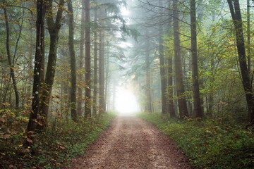 Foggy or misty forest scene. Autumn morning thick fog, moody atmosphere, no people