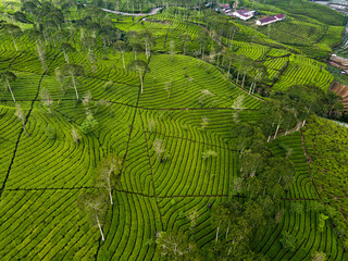 THE BEAUTY OF THE PANORAMA OF THE TEA PLANTATION AREA IN THE HIGHLANDS AT THE FOOT OF MOUNT...