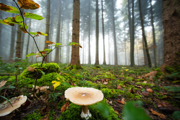 Autumn mushroom with white, large cap on the forest floor. Close up wide angle shot, foggy forest, no people
