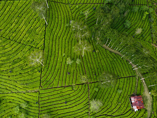 Fototapeta premium THE BEAUTY OF THE PANORAMA OF THE TEA PLANTATION AREA IN THE HIGHLANDS AT THE FOOT OF MOUNT SINDORO, WONOSOBO, INDONESIA, WHICH IS COOL AND FERTILE
