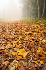 Golden, orange autumn maple leafs covering a forest footpath in Europe. Low angle wide shot, shallow depth of field, morning fog, bright and moody, no people