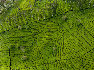 THE BEAUTY OF THE PANORAMA OF THE TEA PLANTATION AREA IN THE HIGHLANDS AT THE FOOT OF MOUNT SINDORO, WONOSOBO, INDONESIA, WHICH IS COOL AND FERTILE