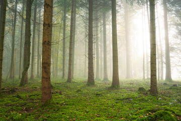 Naklejka premium Foggy or misty forest scene. Autumn morning thick fog, moody atmosphere, no people