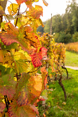 Herbstliche Weinberge