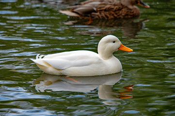 Weiße Ente schwimmt in einem Teich mit Reflektion