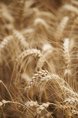 Wallpaper. A close-up of ears of wheat on a sunny summer day. Wheat field.