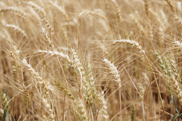 Wallpaper. A close-up of ears of wheat on a sunny summer day. Wheat field.