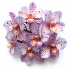 Fototapeta premium Vandas Orchids flowers Isolated on white background.