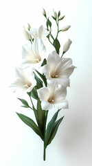 Obraz premium Vandas Orchids flowers Isolated on white background.