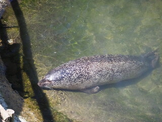 気持ちよさそうに泳ぐゴマフアザラシ