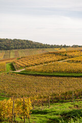 Herbstliche Weinberge