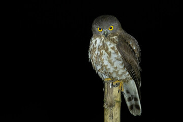 Brown Hawk Owl, Ninox scutulata, Maguri Beel, Southeast of Dibru Saikhowa National Park, Tinsukia district, Upper Assam, India