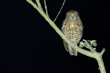 Brown Hawk Owl, Ninox scutulata, Maguri Beel, Southeast of Dibru Saikhowa National Park, Tinsukia district, Upper Assam, India