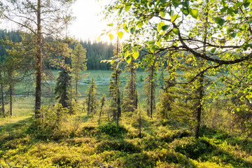Obraz premium A beautiful golden hour with some Birch branches in the foreground in a summery primeval forest growing on a slope of Riisitunturi National Park, Northern FInland 