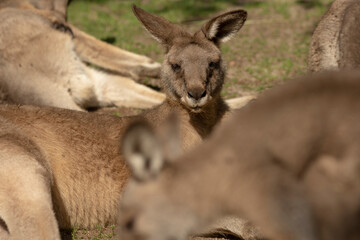 A group of kangaroos is comfortably laying in the lush grass while curiously looking at the camera and capturing the moment for us