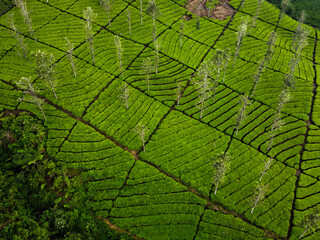THE BEAUTY OF THE PANORAMA OF THE TEA PLANTATION AREA IN THE HIGHLANDS AT THE FOOT OF MOUNT SINDORO, WONOSOBO, INDONESIA, WHICH IS COOL AND FERTILE