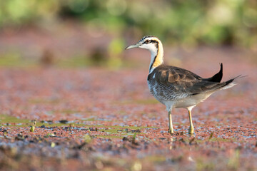 Pheasant-tailed jacana, Hydrophasianus chirurgus,  Maguri Beel, Southeast of Dibru Saikhowa National Park, Tinsukia district, Upper Assam, India