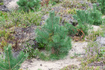Fototapeta premium Close-up of a planted Scots pine sapling on a commercial forest land in rural Estonia, Northern Europe