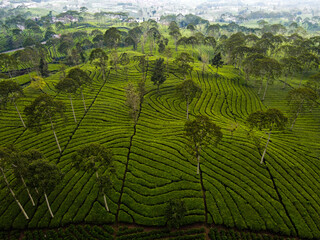 THE BEAUTY OF THE PANORAMA OF THE TEA PLANTATION AREA IN THE HIGHLANDS AT THE FOOT OF MOUNT SINDORO, WONOSOBO, INDONESIA, WHICH IS COOL AND FERTILE