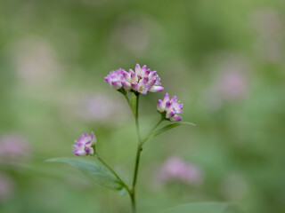 薄紅色の美しいミゾソバ