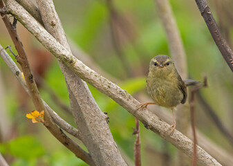 Fototapeta premium Aberrant Bush Warbler, Horornis flavolivaceus, Maguri Beel, Tinsukia District of Upper Assam, India