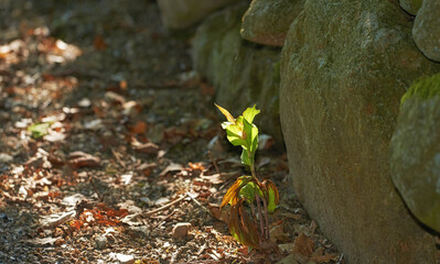 Nature, garden and plant with sprout in dirt for agriculture, sustainability and future growth. Outdoor, sunshine and foliage with sapling by rocks for organic environment, earth or ecology in summer