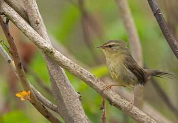 Fototapeta premium Aberrant Bush Warbler, Horornis flavolivaceus, Maguri Beel, Tinsukia District of Upper Assam, India