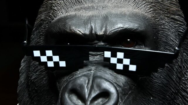 footage of gorilla sunglasses dark background