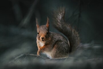 Close-up of a squirrel in a forest setting.