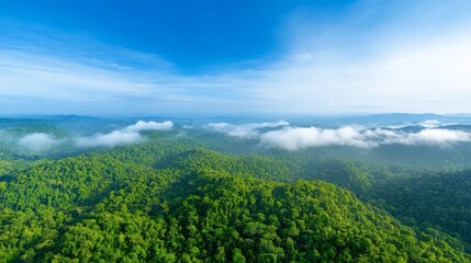 Aerial View of Lush Green Rainforest with White Clouds and Blue Sky
