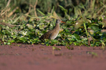 Brown-cheeked rail, Eastern water rail, Rallus indicus, Maguri Beel, Tinsukia District of Upper Assam, India