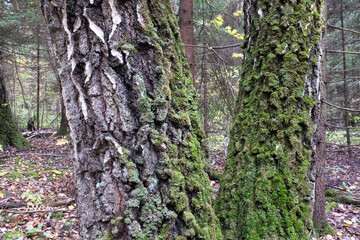 Obraz premium Close-Up of Moss-Covered Tree Trunks in a Forest with scattered fallen leaves around. Autumn background for themes related to nature, seasons, and the passage of time. High quality photography