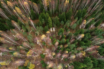 An aerial of small piles of wood in the middle of woodland after first commercial thinning in a...