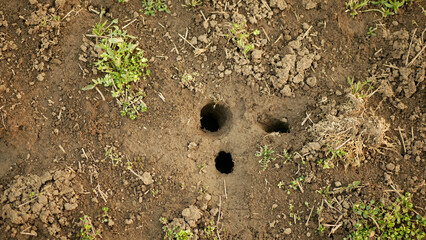 Burrow field vole common soil closeup Microtus arvalis disaster burrowing earth extremely handheld attacked ground alfalfa Medicago sativa lucerne plant violet infested by short-tailed pest Europe