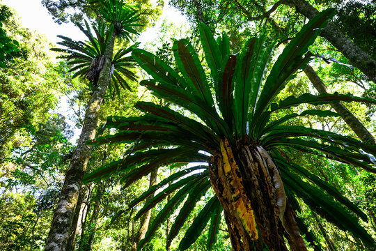 Birds nest fern, Asplenium nidus, epiphyte native tropical rainforest plant native to Australia, Bunya Mountains Queensland