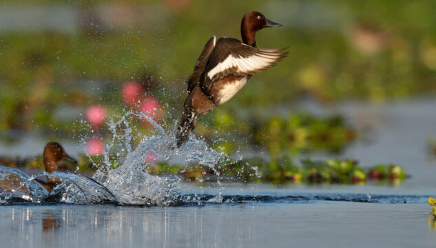 Ferruginous duck or ferruginous pochard, Aythya nyroca Maguri Beel, Tinsukia District of Upper Assam, India