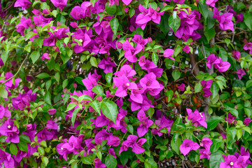 Purple bougainvillea flower background, thorny ornamental tropical vine, garden gardening exotic invasive, close closeup detail macro 