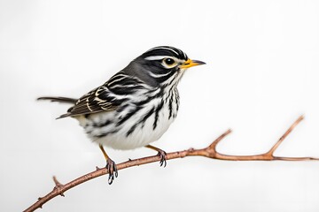 Fototapeta premium Blackpoll warbler bird on white background, Ai Generated